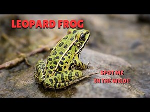 What Makes Leopard Frogs SO Unique And SPECIAL?