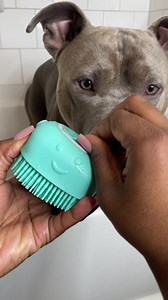 139K views · 3K reactions | Dog bath time routine and moisturization #reignstormpit #bluenose #pitbull #dogsofinstagram #grooming #doggrooming #cutedogs #asmr #asmrsounds #satisfying #relax #bathroutine #bath #dogbath #explore #viral | reignstormpit | Facebook