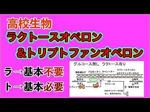 高校生物「ラクトースオペロン・トリプトファンオペロン」