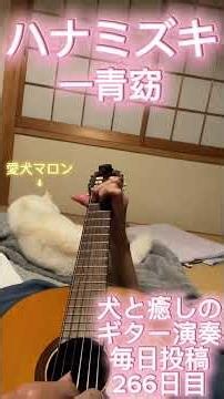 ハナミズキ 犬と癒しのギター