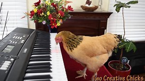 265K views · 3.8K reactions | A chicken following the light playing the famous Puccini's Aria on a Piano Keyboard, awesome! https://www.youtube.com/watch?v=cFYxRp9K9L4 | The World Music | Facebook