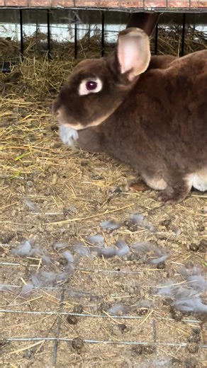 Teckel Fur & Feather Homestead on Instagram: "This was way too soon for us personally. I had PLANNED 8-12 week reset between litters. LONDON had other plans 👀🫣 As absolutely NOT thrilled as I was, I marked my calendar the day of his escapade just in case (reason why I love Ring cameras). Obviously less than 5 minutes is fast enough. Lesson learned, adjustments made. Sommer x London Fog 🤦🏼‍♀️ #oopsie #unplanned #rexrabbitsofinstagram #bunnies #bunniesworldwide"