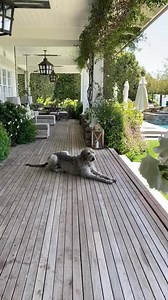26K views · 3.3K reactions | I love summer on my porch with my pups ! The two cute labs Red and Max and my Irish wolfhound Ruby always so gentle and elegant sitting down to stretch !! What’s your favorite dog breed ? | Roma Downey | Facebook