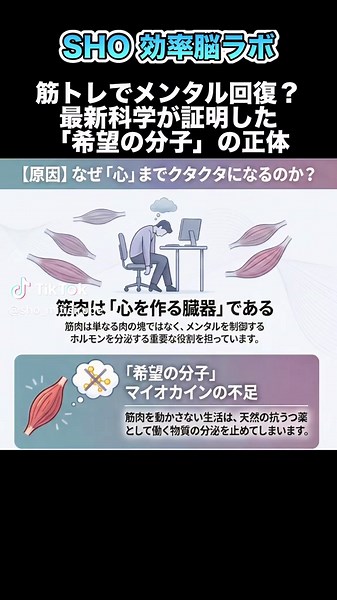 毎日クタクタで気分も落ち込む。 そんな時、運動なんて逆効果だと思っていませんか。 でも実は、筋肉を動かすだけでメンタルは回復します。 筋肉はただの肉ではなく、心を整える臓器です。動かすと「マイオカイン」という物質が分泌され、脳に届いて気分を改善する働きをします。 これは抗うつ作用に近い効果があるとも言われていて、「希望の分子」と呼ばれることもあります。 つまり落ち込んでいるのは気持ちの問題ではなく、単純に体が動いていないだけかもしれません。 まずはその場で3回スクワットしてみてください。それだけでも脳の状態は変わります。 この内容は『スタンフォード式人生を変える運動の科学』などの知見をもとにしています。 心理学や脳科学の本から学んだ内容は「shoの効率脳研究ラボ」でブログにまとめています。 https://sho-mitisirube.com/ #効率脳 #筋トレ #メンタル #脳科学 #運動習慣