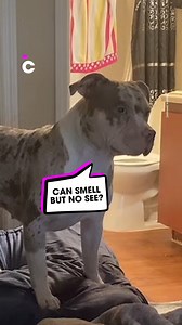 3.3K views · 28 reactions | My Dogs love playing Hide & Seek 藍 | Common Entertainment | Facebook