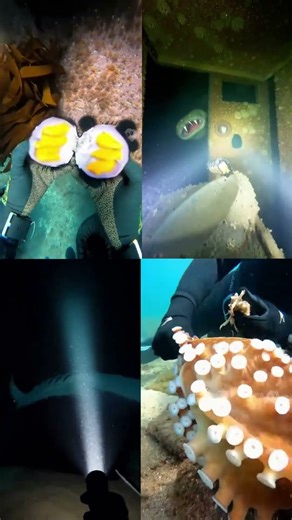 Deep Sea Diving POV: Feeding Fish vs Encountering Shipwreck Monsters