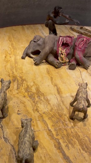 La evolución, en el museo de antropología de la Ciudad de México 🇲🇽