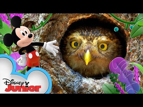 Trees 🌳 | Disney Animals | Mickey Mouse Funhouse | ‪@disneyjr‬