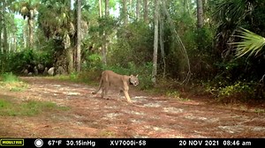 3.5K views · 285 reactions | The Florida panther — the last big cat...