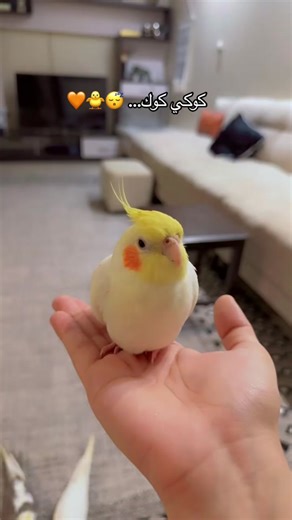 Cockatiel Care and Fun Facts about Parrots