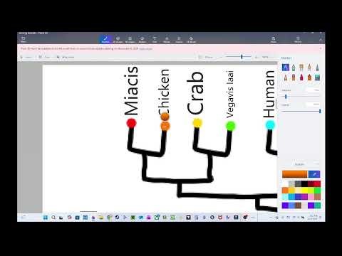 Animal Boxing Tournaments 1