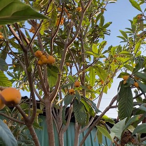 12K views · 759 reactions | 1000 JAPANESE PLUMS! Harvesting Loquats and Making Compote | Outdoor Cooking | Facebook