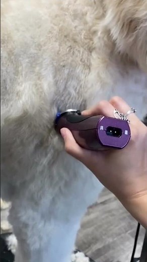 Máquina para cortar pelo de perro wahl 2023