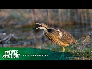 Species Spotlight: American bittern