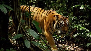 Download A tiger walking through the jungle for free