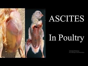 Ascites in poultry