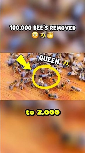 One of The BIGGEST Bee Hive’s Found in a Shed?! 😳 — 100,000 Bees Safely Rescued! 🐝💨🍯 #shorts