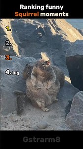 Ranking funny SQUIRREL moments