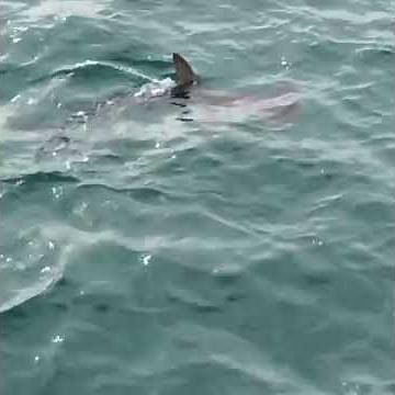 Hammerhead shark sighting prompts Newport to close beaches near the pier
