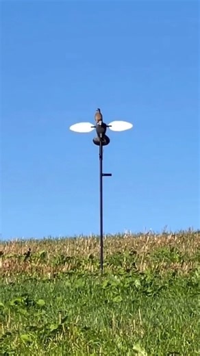MOJO® Outdoors - Official on Instagram: "MOJO doing MOJO things! 👊🏻 🎥: @goldenretrieverhuntclub MOJO at work in the dove field. So real they land on them! #MOJOOutdoors #MOJOTV"