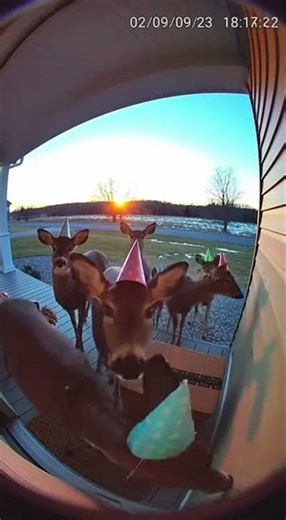 Deer Crash the Porch Party… And Do a Conga Line?! 🦌🎉 #funnyanimals #doorbellcam #party#aishorts#deer