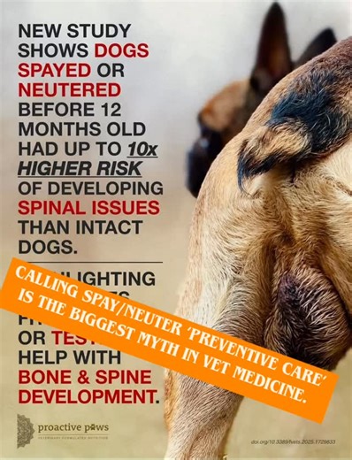 Why Keeping Your Dog Intact Can Benefit Their Lifelong Health Most pet parents are told that spaying/neutering early is the “responsible” thing to do… but the science tells a far more nuanced story. For many dogs—especially large breeds—keeping them intact longer can dramatically improve long-term health outcomes. Here’s what research (including work cited by Dr. Karen Becker, Parsemus Foundation, and veterinary orthopedic studies) shows: ✨ Potential Benefits of Delaying or Avoiding Spay/Neuter