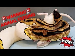 Ball Python Feeding on a Rat