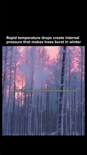 Extreme Cold Turns Trees Into Pressure Bombs