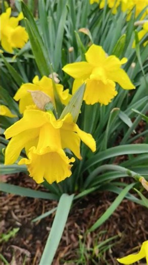 Bright Yellow Daffodils in Full Bloom