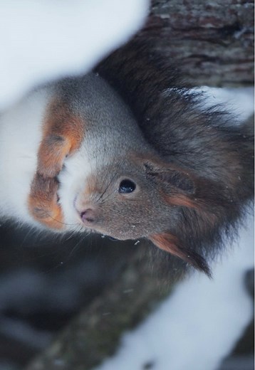 Winter Wildlife Encounters in Germany and Scandinavia