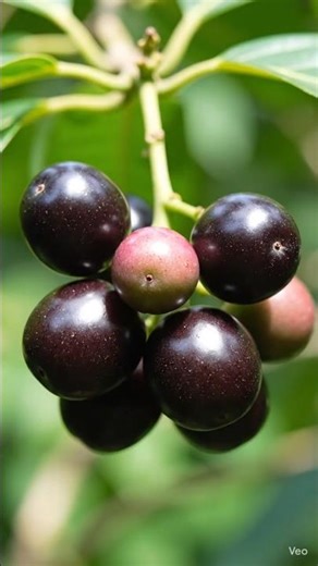 Jamun Growing Process 🫐🌱 | How Jamun Grows on Tree