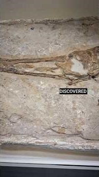 Fossilized Dinosaur Tooth Discovery #metaldetecting #fossils