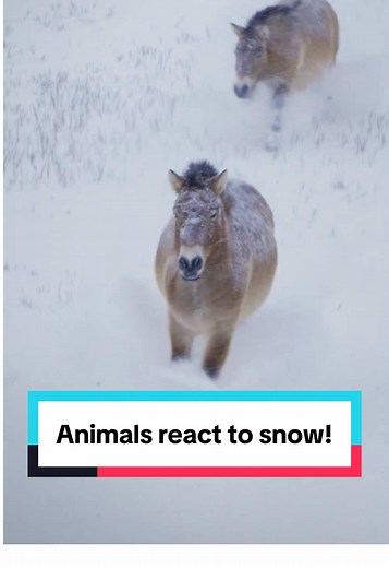 Minnesota Zoo Animals Experience First Snowfall