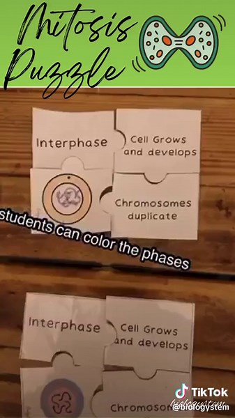 Mitosis Puzzle: A Fun Science Adventure for All Ages