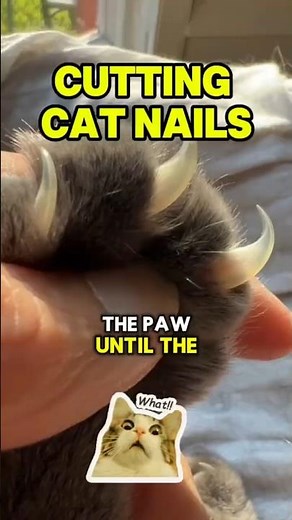 Cat Nail Trimming: Do You Know Where the Quick Is? #cat