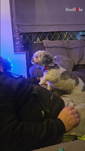 Dog Cuddle: Adorable Pup Chooses Love Over Sleepy Dad || WooGlobe