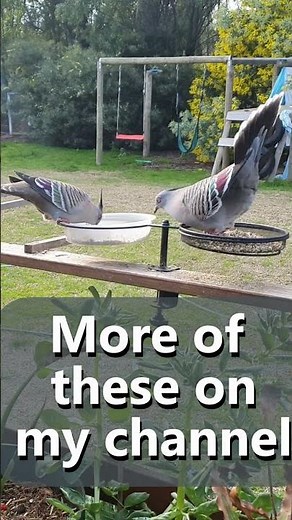 Crested Pigeon Mating Dance & Sounds. Australian Bird In My Garden. #shorts