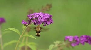 Hemaris diffinis, o polilla de Snowberry: video de stock (totalmente libre de regalías) 3863033351 | Shutterstock