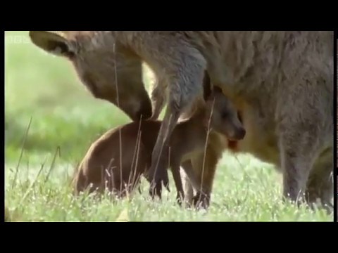 Newborn Baby Grey Kangaroo Attenborough Life of Mammals BBC