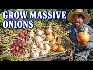 My 5 Rules For PERFECT Onions! | Plant, Harvest, and Cure