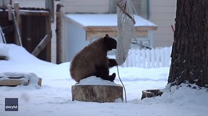 51K views · 470 reactions | California resident Kurt Rix captured this video of a bear cub playing with a hammock in his backyard in South Lake Tahoe on February 3. He told Storyful he was first alerted to the bear’s presence after he heard his dog barking in the backyard. Kurt Rix | storyful | Facebook