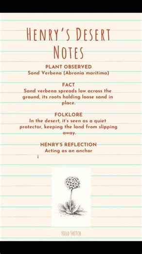 Sand Verbena l Henry’s Desert Notes