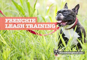 French Bulldog Leash Training for Stubborn & Difficult Pups!