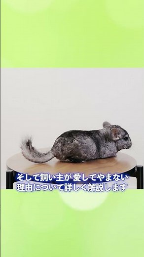 【本編は概要欄から】「チンチラ初心者必見！飼い方・お世話のコツを徹底解説」_#世界の犬猫動物CH_#short