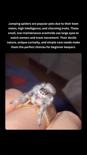 Jumping Spiders: The Cutest Pet You Never Expected 🕷️