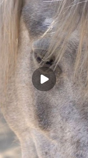 Mackenzie Foy | This is Whisper of the Wild. She is a young wild mustang that just a few weeks ago, was found starved, neglected, and on her way to... | Instagram