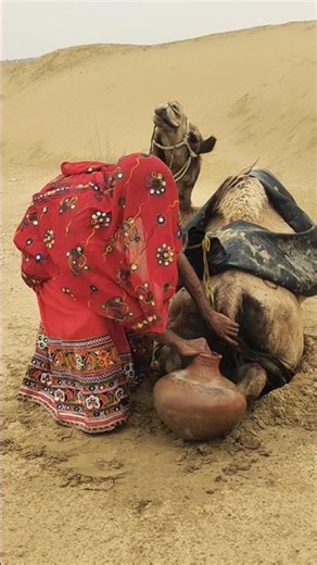 طريقة سهلة لتنظيف وتبريد ذيل الجمل في صحراء ثار #تراث#مشاهد_طبيعية#camel#desertlife#arabculture#uae