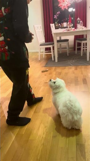 Maltese puppy training with big brother 🥰🐶🐶 too cute not to share 🥰🥰 #maltese #puppy