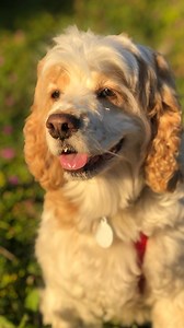 Hurry—time’s running out ⏳ Trade in your pup’s worn-out collar, leash, or harness at Petco by March 29 for responsible recycling with @TerraCycle and grab 40% OFF a brand-new one! Don’t miss out ♻️🐶 | Petco
