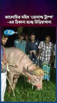 আলোচিত মহিষ ‘ডোনাল্ড ট্রাম্প’–এর ঠিকানা হচ্ছে চিড়িয়াখানা #shorts
